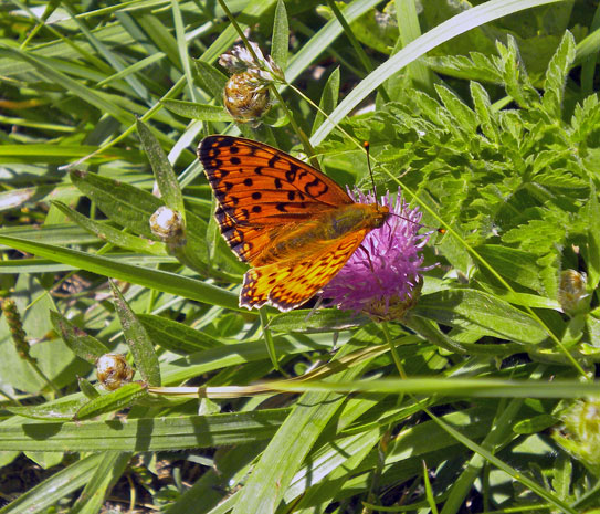 Estiviellas-mariposa