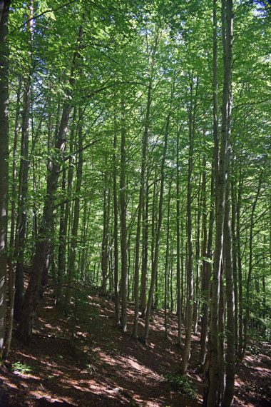 Estiviellas-árboles